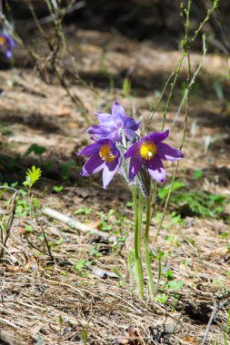 Bahar manzara. Çiçekleri içinde belgili tanımlık vahşi. Bahar çiçek Pulsatilla. Pasque çiçek ya da pasqueflower, Rüzgar çiçek, çayır bitkisi, Paskalya çiçek ve çayır anemone ortak adları dahil. 