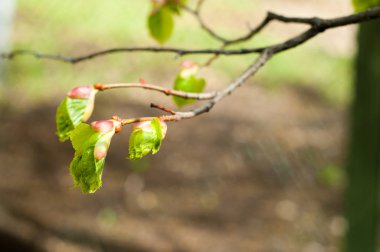 Arka plan resmi, bahar peyzaj, ağaçlar ilk yaprak dokusu