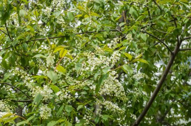 Kuş kiraz, parlak arkadan aydınlatmalı gökyüzü karşı dalı closeup. kuş kiraz çiçekleri