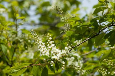 Bahar tebrik kartı, çiçeği kuş kiraz. Bir kaplumbağa şube Close-up parlak gökyüzü karşı yaktı. Kuş-kiraz ağaç izole çiçeklenme. kuş kiraz içinde güneşli çiçekler gün, yakın çekim