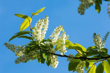 Bahar tebrik kartı, çiçeği kuş kiraz. Bir kaplumbağa şube Close-up parlak gökyüzü karşı yaktı. Kuş-kiraz ağaç izole çiçeklenme. kuş kiraz içinde güneşli çiçekler gün, yakın çekim