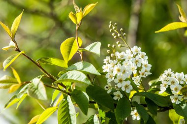 Bahar tebrik kartı, çiçeği kuş kiraz. Bir kaplumbağa şube Close-up parlak gökyüzü karşı yaktı. Kuş-kiraz ağaç izole çiçeklenme. kuş kiraz içinde güneşli çiçekler gün, yakın çekim