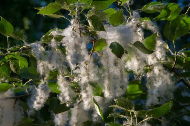 Yaz manzara. Kavak kabartmak. Kavak kabartmak alerji için sorumlu değil, yaz kavak kabartmak ile başlar. Sihirli kavak. Gizemli kavak kabartmak