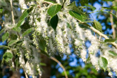 Yaz manzara. Kavak kabartmak. Kavak kabartmak alerji için sorumlu değil, yaz kavak kabartmak ile başlar. Sihirli kavak. Gizemli kavak kabartmak