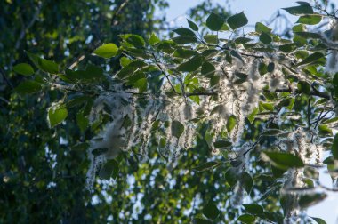 Yaz manzara. Kavak kabartmak. Kavak kabartmak alerji için sorumlu değil, yaz kavak kabartmak ile başlar. Sihirli kavak. Gizemli kavak kabartmak