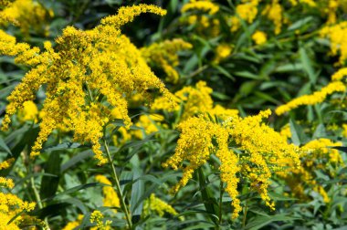 Solidago, goldenrods, yaygın olarak adlandırılan bir tür Aster, bitki ailesindeki çiçekli bitki cinsidir. Bunların çoğu çok yıllık otsu türler açık yerlerde bulundu