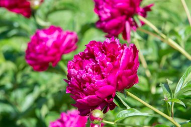 Çiçekler peonies. uzun onun gösterişli çiçekler için ekili olmuştur bir otsu ya da çalı bitki kuzey ılıman bölgelerin.