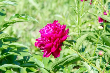 Çiçekler peonies. uzun onun gösterişli çiçekler için ekili olmuştur bir otsu ya da çalı bitki kuzey ılıman bölgelerin.