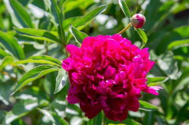 Çiçekler peonies. uzun onun gösterişli çiçekler için ekili olmuştur bir otsu ya da çalı bitki kuzey ılıman bölgelerin.