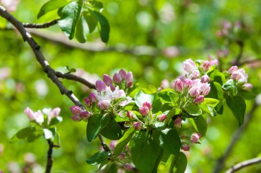 Bahar peyzaj, elma ağacı çiçek. Güzel bahar çiçek açan ağaç, yumuşak beyaz çiçekler, yeşil yumuşak odak arka plan, bahar zaman doğa sınırında taze kiraz çiçeği
