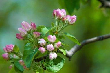 Bahar peyzaj, elma ağacı çiçek. Güzel bahar çiçek açan ağaç, yumuşak beyaz çiçekler, yeşil yumuşak odak arka plan, bahar zaman doğa sınırında taze kiraz çiçeği