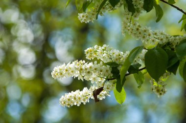 Bahar peyzaj, kuş kiraz çiçekleri. çiçekli kuş kiraz ağacı. mavi gökyüzü önünde kuş kiraz Şubesi. Kopya alanı