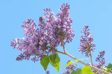 Doku, desen, arka plan. Eflatun çiçekler. bir soluk pembemsi-menekşe rengi. Mor ya da beyaz güzel kokulu çiçekler ile büyük bahçe Funda.