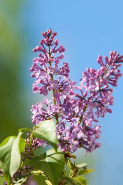 Doku, desen, arka plan. Eflatun çiçekler. bir soluk pembemsi-menekşe rengi. Mor ya da beyaz güzel kokulu çiçekler ile büyük bahçe Funda.