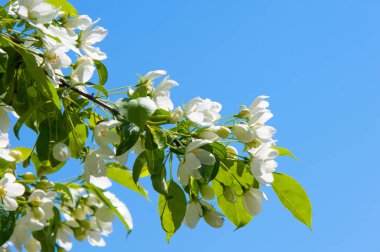 Elma ağaçları çiçek. genellikle parlak renkli bir corolla (taç yaprakları tarafından çevrili üreme organları (stamens ve carpels) oluşan bir bitki, tohum taşıyan parçası)