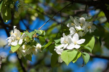 Elma ağaçları çiçek. genellikle parlak renkli bir corolla (taç yaprakları tarafından çevrili üreme organları (stamens ve carpels) oluşan bir bitki, tohum taşıyan parçası)