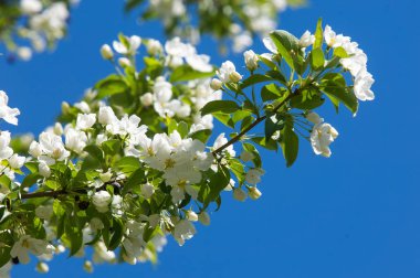 Elma ağaçları çiçek. genellikle parlak renkli bir corolla (taç yaprakları tarafından çevrili üreme organları (stamens ve carpels) oluşan bir bitki, tohum taşıyan parçası)