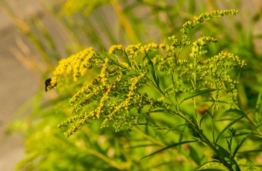 Solidago, goldenrods, yaygın olarak adlandırılan bir tür Aster, bitki ailesindeki çiçekli bitki cinsidir. Bunların çoğu çok yıllık otsu türler açık yerlerde bulundu