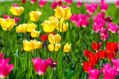 Çiçekler, laleler, lale renkli çiçek bahar bahar. Soğanlı bitki ailesinin. Melanthiaceae kapaklar gibi şeklinde büyük çiçekli.