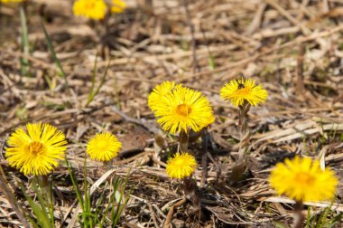 Coltsfoot bilinen Tussilago farfara bitki papatya ailesindeki groundsel kabile bir bitkidir