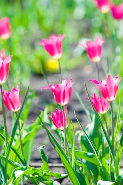 Çiçekler, laleler, lale renkli çiçek bahar bahar. Soğanlı bitki ailesinin. Melanthiaceae kapaklar gibi şeklinde büyük çiçekli.