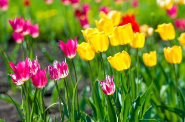 Çiçekler, laleler, lale renkli çiçek bahar bahar. Soğanlı bitki ailesinin. Melanthiaceae kapaklar gibi şeklinde büyük çiçekli.