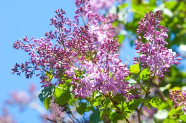 Doku, desen, arka plan. Eflatun çiçekler. bir soluk pembemsi-menekşe rengi. Mor ya da beyaz güzel kokulu çiçekler ile büyük bahçe Funda.