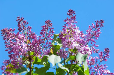 Doku, desen, arka plan. Eflatun çiçekler. bir soluk pembemsi-menekşe rengi. Mor ya da beyaz güzel kokulu çiçekler ile büyük bahçe Funda.