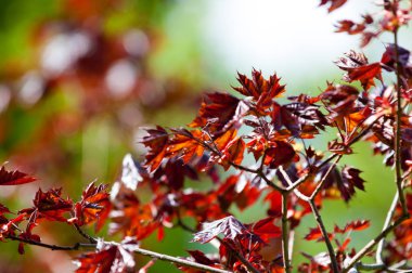 Acer rubrum kırmızı akçaağaç, bataklık, su veya yumuşak akçaağaç, olarak da bilinen Doğu ve Orta Kuzey Amerika'nın en yaygın ve yaygın yaprak döken ağaçlar biridir.