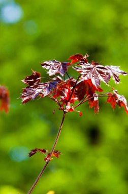 Acer rubrum kırmızı akçaağaç, bataklık, su veya yumuşak akçaağaç, olarak da bilinen Doğu ve Orta Kuzey Amerika'nın en yaygın ve yaygın yaprak döken ağaçlar biridir.