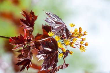 Acer rubrum kırmızı akçaağaç, bataklık, su veya yumuşak akçaağaç, olarak da bilinen Doğu ve Orta Kuzey Amerika'nın en yaygın ve yaygın yaprak döken ağaçlar biridir.