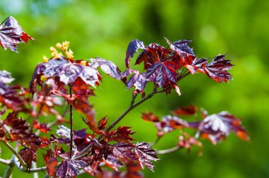 Acer rubrum kırmızı akçaağaç, bataklık, su veya yumuşak akçaağaç, olarak da bilinen Doğu ve Orta Kuzey Amerika'nın en yaygın ve yaygın yaprak döken ağaçlar biridir.