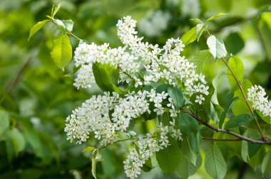 Bahar çiçek, kuş kiraz. Beyaz kokulu çiçekleri toplanan bir fırça ve siyah meyveleri olan bir ağaç. bir küçük yabani kiraz ağaç ya da çalı, kuşlar tarafından yemiş acı siyah meyve ile.