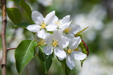 Elma ağaçları çiçek. genellikle parlak renkli bir corolla (taç yaprakları tarafından çevrili üreme organları (stamens ve carpels) oluşan bir bitki, tohum taşıyan parçası)