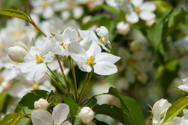 Elma ağaçları çiçek. genellikle parlak renkli bir corolla (taç yaprakları tarafından çevrili üreme organları (stamens ve carpels) oluşan bir bitki, tohum taşıyan parçası)
