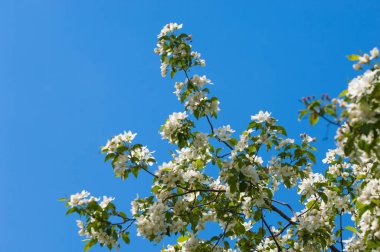 Elma ağaçları çiçek. genellikle parlak renkli bir corolla (taç yaprakları tarafından çevrili üreme organları (stamens ve carpels) oluşan bir bitki, tohum taşıyan parçası)