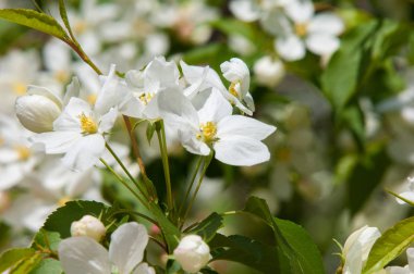 Elma ağaçları çiçek. genellikle parlak renkli bir corolla (taç yaprakları tarafından çevrili üreme organları (stamens ve carpels) oluşan bir bitki, tohum taşıyan parçası)