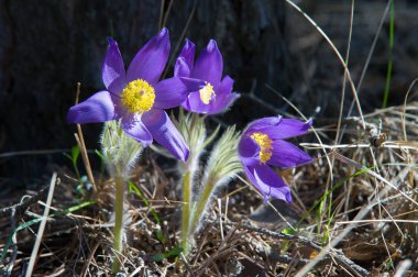 Bahar manzara. Çiçekleri içinde belgili tanımlık vahşi. Bahar çiçek Pulsatilla. Pasque çiçek ya da pasqueflower, Rüzgar çiçek, çayır bitkisi, Paskalya çiçek ve çayır anemone ortak adları dahil. 
