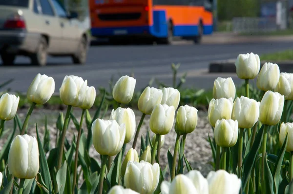 Çiçek fotoğrafı. Güzel beyaz laleler flowerbed portre. Çiçek arka plan. Yaz bahçe peyzaj tasarımı.