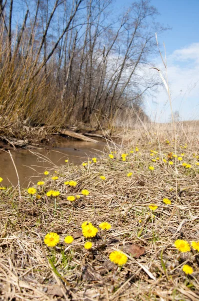 Coltsfoot bilinen Tussilago farfara bitki papatya ailesindeki groundsel kabile bir bitkidir