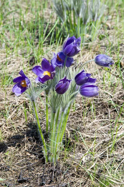 Paisaje Primavera Flores Que Crecen Naturaleza Flor Primavera Pulsatilla Los —  Fotos de Stock