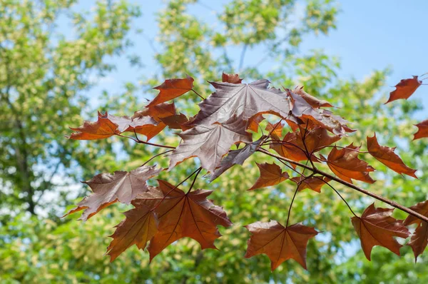 Paisagem Verão Bordo Com Folhas Vermelhas Folhas Coreia Maple Acer — Fotografia de Stock