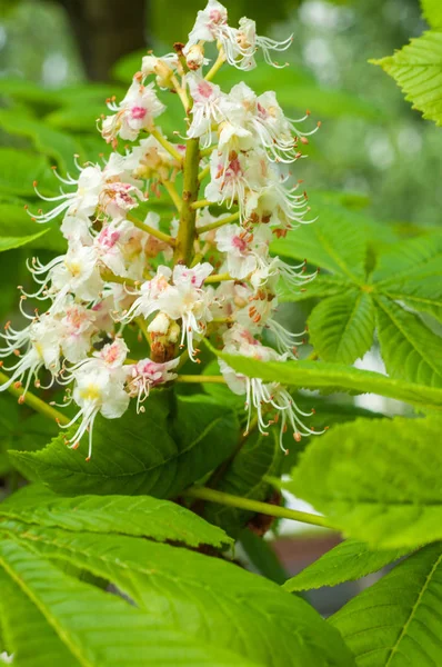 Bir ağacın çiçekleri bir kestane ağacı. Bahar çiçekleri açan kestane ağacı çiçekleri. Aesculus hipokastanum çiçeği at kestanesi ağacı 