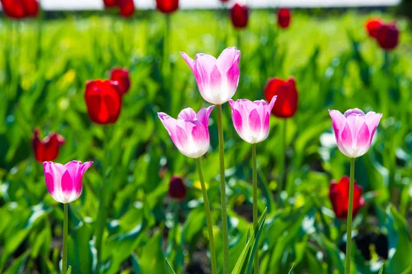 Yüksek gerilim enerji nakil hattı. Enerji ayağı. Gün batımı, şafakta. Elektrik