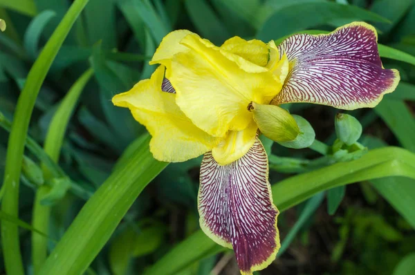 Iris Género Plantas Con Flores Perteneciente Familia Mordellidae Toma Nombre —  Fotos de Stock