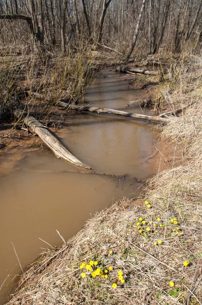 Coltsfoot bilinen Tussilago farfara bitki papatya ailesindeki groundsel kabile bir bitkidir
