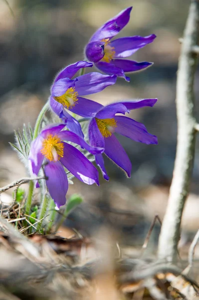Bahar manzara. Çiçekleri içinde belgili tanımlık vahşi. Bahar çiçek Pulsatilla. Pasque çiçek ya da pasqueflower, Rüzgar çiçek, çayır bitkisi, Paskalya çiçek ve çayır anemone ortak adları dahil. 