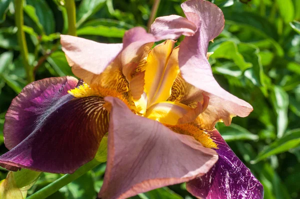 Iris Género Plantas Con Flores Perteneciente Familia Mordellidae Toma Nombre —  Fotos de Stock