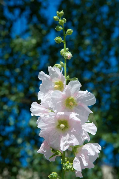 Ebegümeci çiçekler. kıllı kaynaklanıyor, pembe ya da mor çiçekler ve disk şeklinde meyve otsu bir bitki. Birkaç tür süsbitkileri yetiştirilen ve bazı yemeklik.