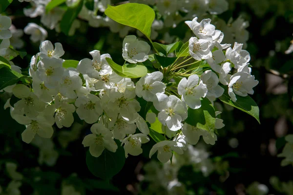 Bahar manzara fotoğrafları. Çiçek açması elma ağaçlarının